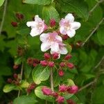 Kolkwitzia amabilis Flower