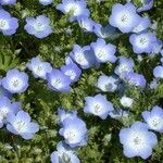 Nemophila menziesii Květ