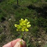 Biscutella laevigata Fiore