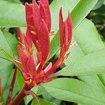 Photinia glabra Blad