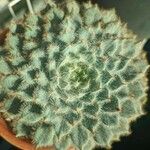 Echeveria setosa Blad