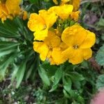 Fourraea alpina Cvet