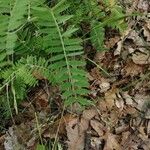 Vicia incana Feuille