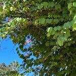 Bauhinia variegata Φύλλο