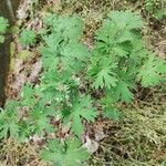 Geranium carolinianum Fuelha