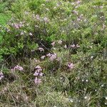 Kalmia polifolia Hábitos