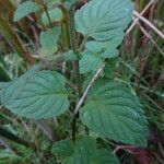 Mentha aquatica পাতা