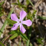 Phlox cuspidata ᱵᱟᱦᱟ