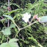 Rubus ursinus Õis