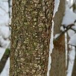 Corylus avellana 樹皮