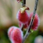 Salix gracilistyla बार्क (छाल)