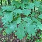 Quercus alba Blad