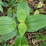 Miconia crenata ഇല