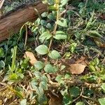 Cuphea ericoides Hoja