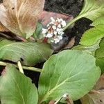 Bergenia ciliata ഇല