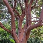 Arbutus canariensis ശീലം