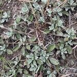 Antennaria parvifolia Leaf