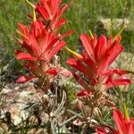 Castilleja linariifolia Flor