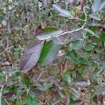 Vaccinium arboreum Leaf