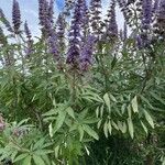 Vitex agnus-castus Blatt