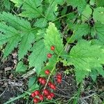 Actaea rubra Levél