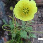 Papaver lapponicum