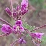 Cleome allamaniiപുഷ്പം