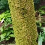 Cordia subcordata Bark