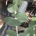 Eucalyptus pulverulenta Hostoa