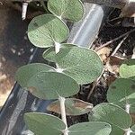 Eucalyptus pulverulenta Blad