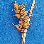 Carex hostiana 花