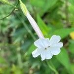 Nicotiana suaveolens Virág
