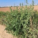 Chenopodium album Habit