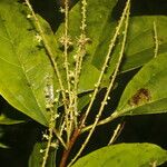 Alchorneopsis floribunda Hábitos