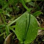Ophioglossum reticulatum