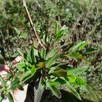 Lobelia holstii Leaf