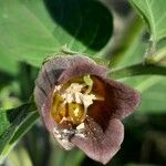 Atropa bella-donna Flower