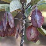 Terminalia stenostachya Fruit