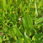 Persicaria sagittata Кветка