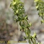 Sideritis montana Blomst