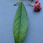 Cotoneaster frigidus Blatt