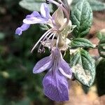 Teucrium fruticans Flower