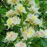 Aesculus hippocastanumFlower