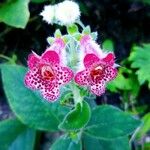 Kohleria amabilis फूल