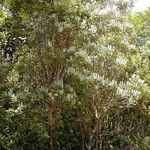 Cunonia pulchella Hábito
