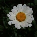 Leucanthemum maximum Flower