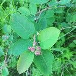 Amelanchier spicata List