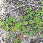 Dichondra carolinensis Feuille