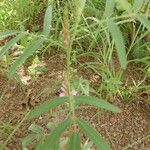 Tephrosia bracteolata Flower