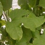 Passiflora edulis Levél